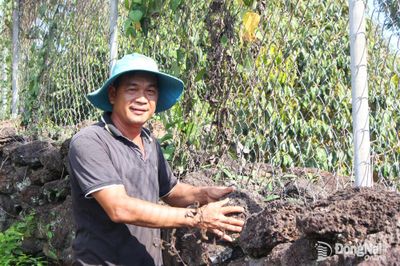 Bền bỉ bám đất để cây trồng thêm xanh