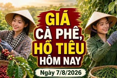 Giá cà phê, hồ tiêu hôm nay 7/8: Cà phê lao dốc, giá tiêu đi ngang