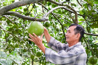 Nâng tầm giá trị thương hiệu bưởi da xanh