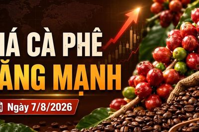 Giá cà phê hôm nay 7/8/2026 tiến sát 100.000 đồng/kg