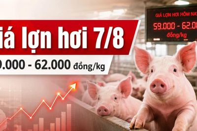 Giá lợn hơi hôm nay 7/8/2026: Nhiều nơi xuống 59.000 đồng/kg