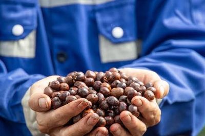Giá cà phê hôm nay 7/8/2026: Tây Nguyên đồng loạt lùi 1.500 đồng/kg, hai sàn quốc tế cùng quay đầu
