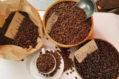 Giá cà phê hôm nay 7/8: Quay đầu giảm khi tiến độ thu hoạch Brazil tăng tốc