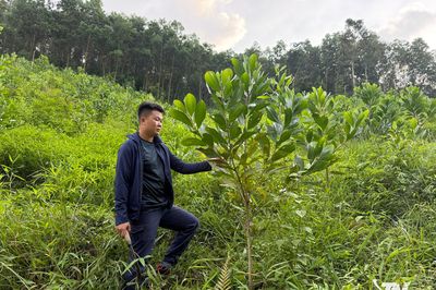 Khe Thỉ vươn lên từ kinh tế rừng