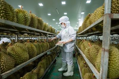 50 cơ sở đủ điều kiện kiểm nghiệm sầu riêng, mít xuất khẩu sang Trung Quốc