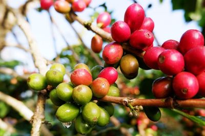 Tiếp đà tăng, giá cà phê chạm mốc 99.000 đồng/kg