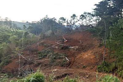 Điều tra làm rõ vụ phá gần 1ha rừng ở Lâm Đồng