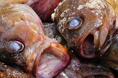 5 loại cá 'rẻ như cho' cũng đừng dại mua