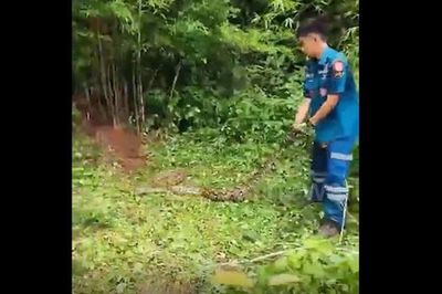 Vạch bụi tre vì thấy động, cụ bà điếng người đối mặt 'quái vật' dài 5 mét cuộn tròn sát vách nhà