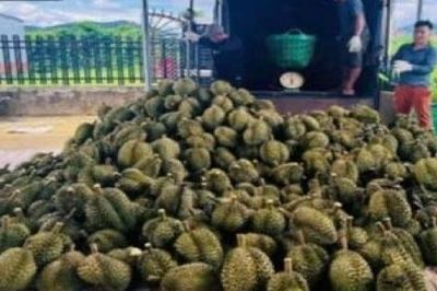 Tăng cường bảo đảm an ninh mùa thu hoạch sầu riêng