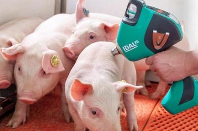 Robot AI tiêm vaccine không kim cho lợn đạt độ chính xác 93,3%