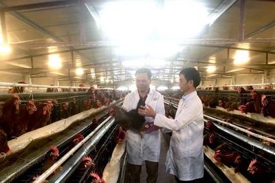 Kinh tế trang trại Hà Nội tạo đột phá nhờ ứng dụng công nghệ và liên kết chuỗi