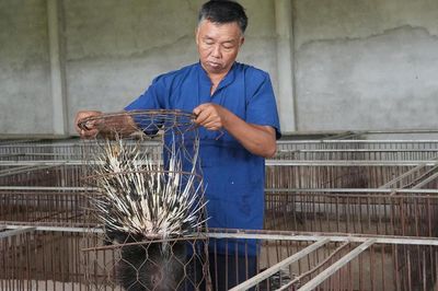 Đánh liều nuôi nhím, lão nông xứ Nghệ gây dựng đàn hơn 400 con, thu nửa tỷ đồng mỗi năm