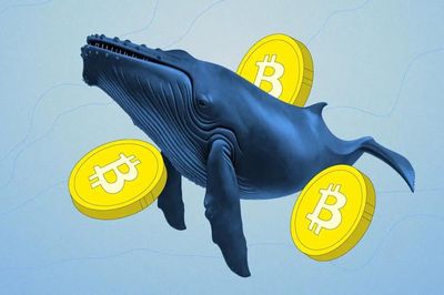 'Cá voi', 'cá mập' đang gom Bitcoin