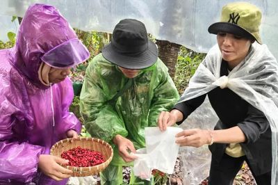 Đồng bào Xơ Đăng tất bật thu hoạch hạt sâm Ngọc Linh