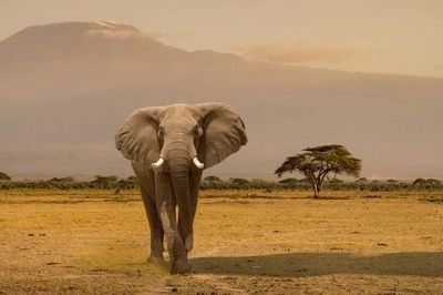 Kenya: Cái chết của những con voi gây lo ngại về an toàn thực phẩm