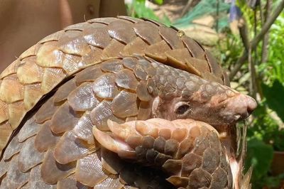 Phát hiện động vật quý hiếm bò ngang đường ở Vĩnh Long