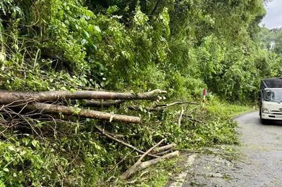 Mưa lớn làm nhiều cây rừng ngã đổ trên đèo Bảo Lộc