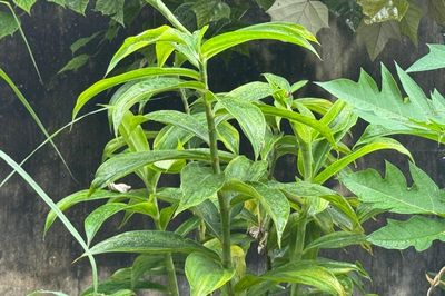 Nhiều người tin cây lược vàng chữa viêm gan, chuyên gia nói gì?