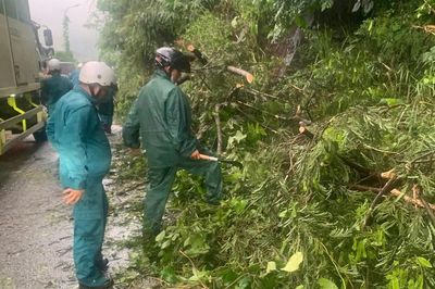 Mưa lớn, nhiều cây rừng ngã đổ chắn ngang đèo Bảo Lộc