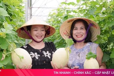Thích thú trải nghiệm hái dưa lê Nhật Bản tại vườn