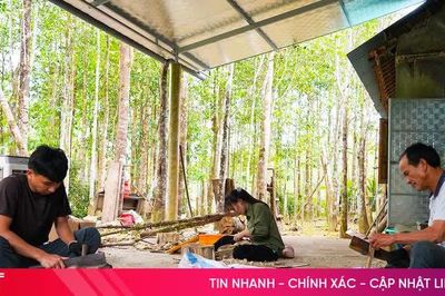 Hà Tĩnh định hình chuỗi giá trị sản xuất từ cây dó bầu