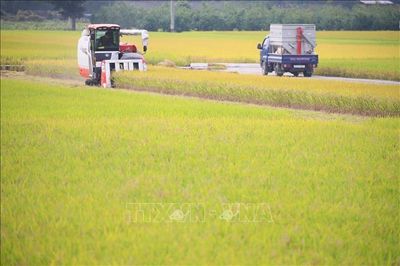 Hàn Quốc trước bài toán khó về nâng tỷ lệ tự cung lương thực