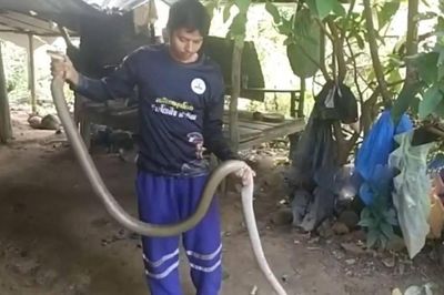 Người đàn ông bắt sống rắn hổ mang chúa dài 3,6 mét trên mái nhà