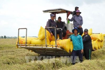 Rộn ràng ngày mùa trên cánh đồng biên giới Đồng Tháp
