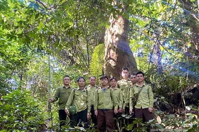 Giữ màu xanh cho những cánh rừng