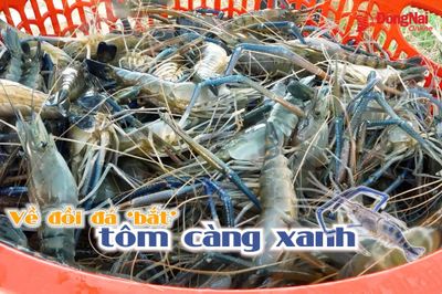 [Video] Về đồi đá ‘bắt’ tôm càng xanh