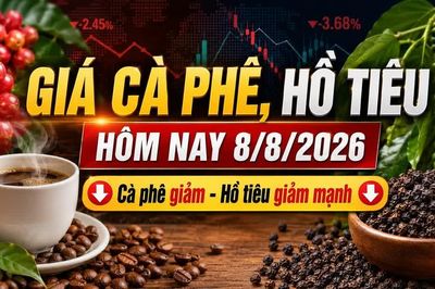 Giá cà phê, hồ tiêu hôm nay 8/8: Hai mặt hàng cùng giảm