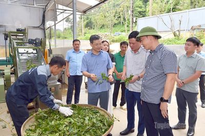 Chủ tịch HĐND tỉnh Nguyễn Văn Sơn khảo sát các mô hình chè tại xã Hồng TháiChủ tịch HĐND tỉnh Nguyễn Văn Sơn khảo sát các mô hình chè tại xã Hồng Thái