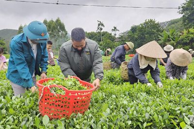 Văn Hán phát triển cây chè theo hướng bền vững
