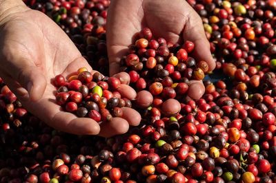 Giá cà phê hôm nay 8/8: Arabica tăng vọt, Robusta tiếp tục chịu áp lực giảm Giá cà phê hôm nay 8/8: Arabica tăng vọt, Robusta tiếp tục chịu áp lực giảm