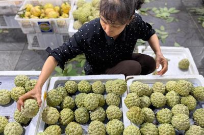Loại na đặc sản mọc trên núi đá có gì đặc biệt mà được nhiều người tiêu dùng tìm mua đến vậy?