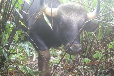 'Giăng' hàng loạt bẫy ảnh trong rừng ở Quảng Ngãi để ghi hình động vật quý hiếm