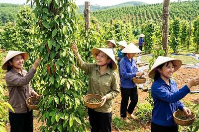Giá hồ tiêu hôm nay 9.8.2026: Đồng loạt giảm 2.000 đồng/kg