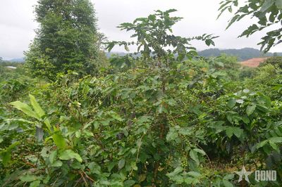 Xuất khẩu cà phê Việt vì sao 'ngắt mạch' tăng trưởng?