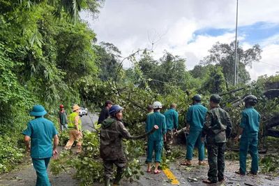 Cây cổ thụ bật gốc, chắn ngang đèo Bảo Lộc