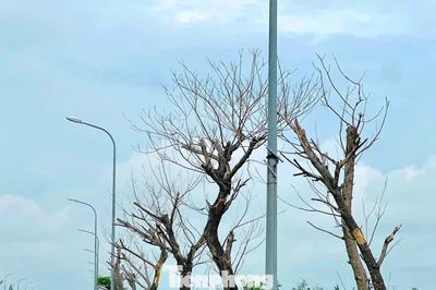 Hai dự án gần 9 tỷ đồng chưa bàn giao, nhiều cây xanh đã chết: Chủ đầu tư nói gì?