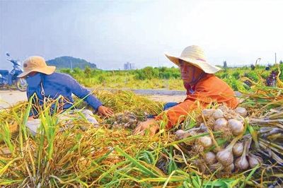 Tỏi Lý Sơn - 'Đại sứ' của đảo tiền tiêu