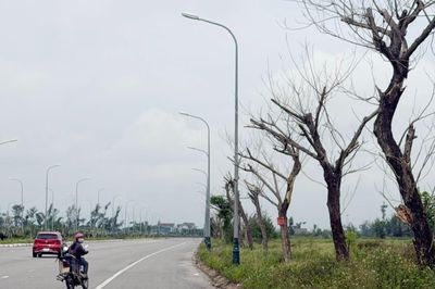 Cây xanh chết hàng loạt, hai dự án gần 9 tỷ đồng chưa thể quyết toán
