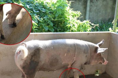 Chuyện những chú heo 5 móng sống ở chùa