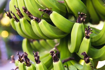 4 lợi ích từ món chuối xanh kho, luộc