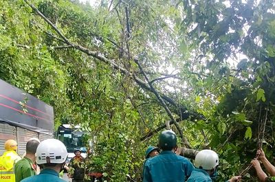 Cây cổ thụ cao 10m bật gốc đổ xuống Quốc lộ 20, giao thông ùn tắc