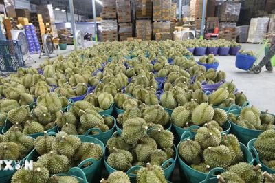 Thái Lan tăng cường quản lý sầu riêng cuối vụ nhằm giảm áp lực dư cung