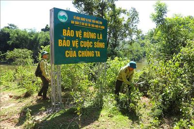 Biến 'bể chứa carbon' thành động lực giữ rừng, phát triển sinh kế
