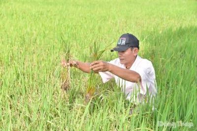 Đồng Tháp: Nông dân chủ động ứng phó dịch hại trên cây lúa