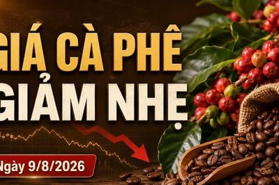 Giá cà phê hôm nay 9/8/2026 giảm, Arabica bất ngờ tăng hơn 4%